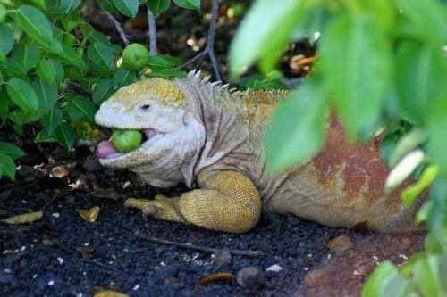 世界上最毒的植物,摸都摸不得,人站在树下躲雨都能中毒