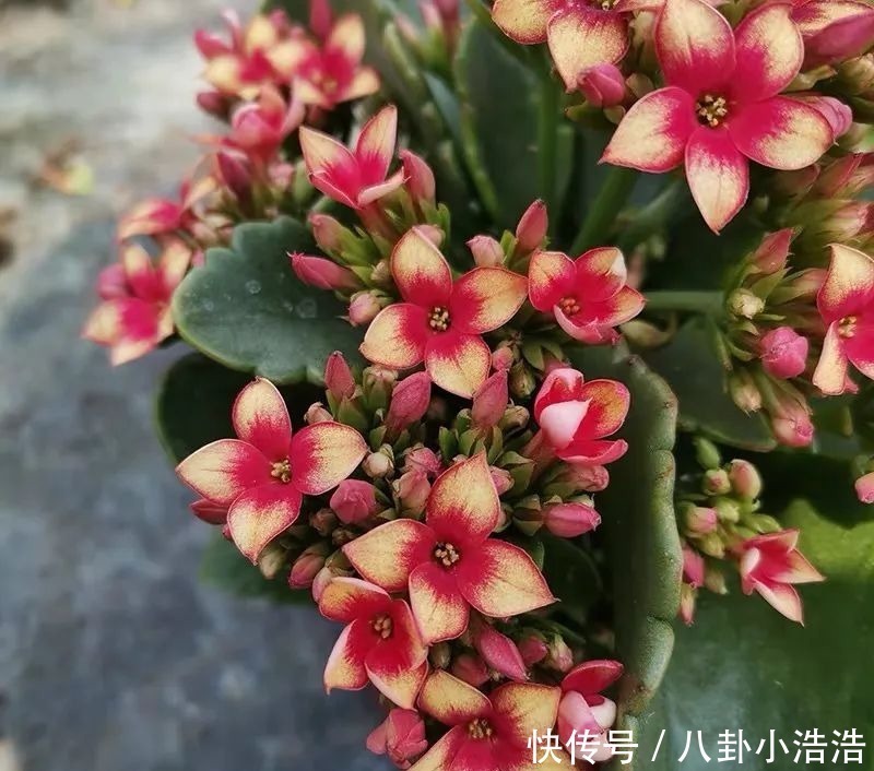 花期|45种长寿花,个个都是高颜值,家里养几盆,美得移不开眼