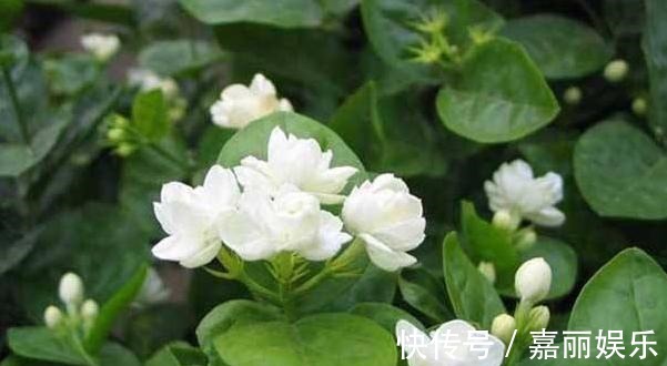 盆栽茉莉花,“摘”字要牢记!做好植株壮,四季开花,次次开爆!