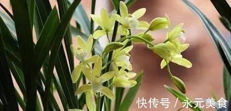 栽培|这种花,比茶花漂亮,比茉莉还香,年头开到年尾,比君子兰强多了