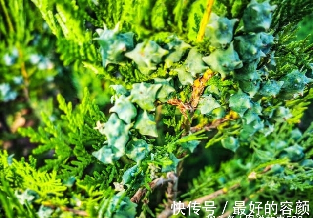 扁柏|旅行识花,它开花像花又似果,墓地陵园最多却少有人见过它