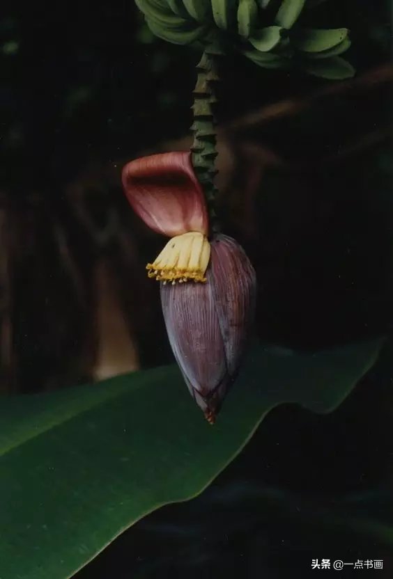 教程@图文教程——芭蕉画法