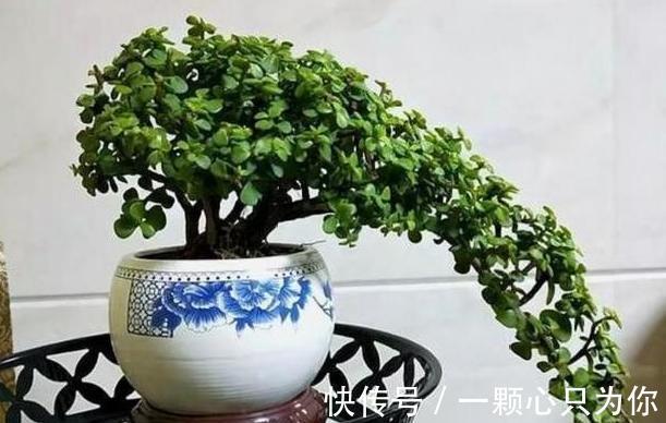 金枝玉叶冬季烂根,主要因为有“4怕”,顺利避开长势也不差