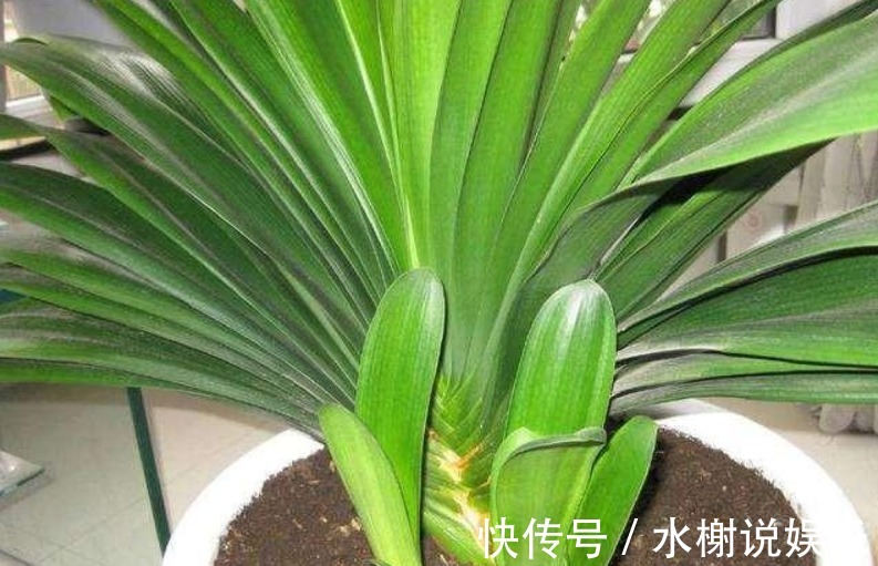 养花|家里的“垃圾”不要扔,教你自制3种肥料,不花钱也能养爆盆