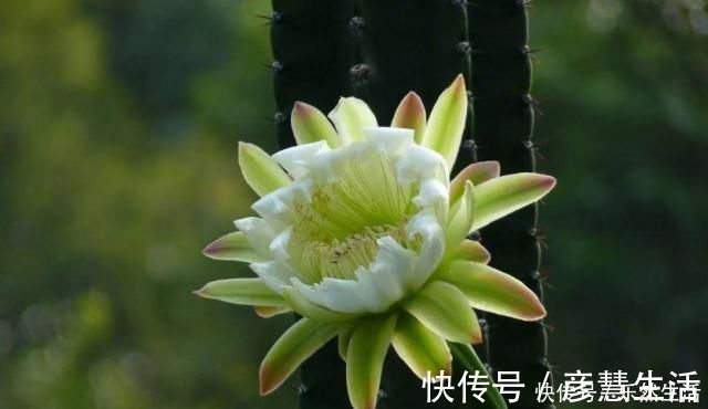 墨麒麟|虽然带“刺”,却是好宝贝,养在家中可以镇宅,能净化室内空气