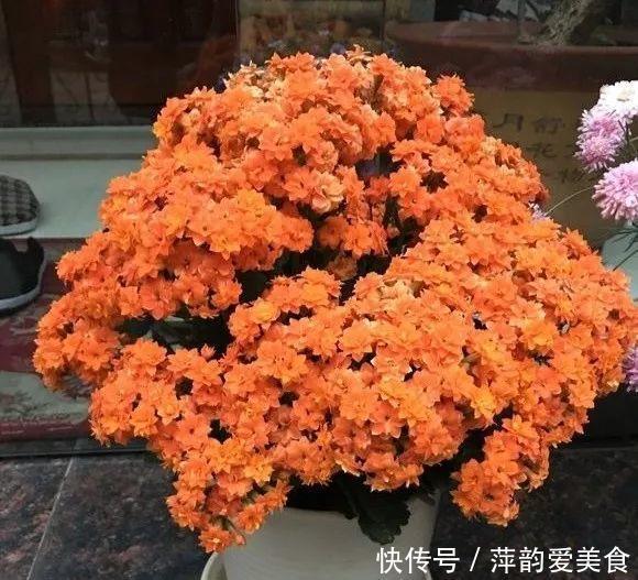 路边捡点它,开水一烫扔盆里,养花10年不烂根!