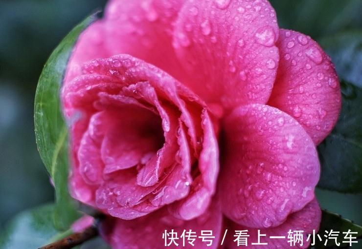 水质|这些南方花卉在北方不易生长,养个一两年,植株就逐渐枯萎