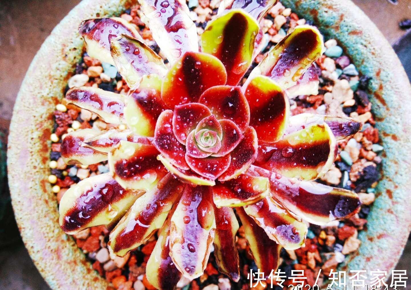 多肉法师舍不得买老桩？秋天入手小的也行，拿回家这样种很快服盆