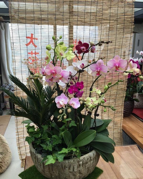 “年味十足”的11种花,颜值高寓意好,想买要趁早,晚了会涨价