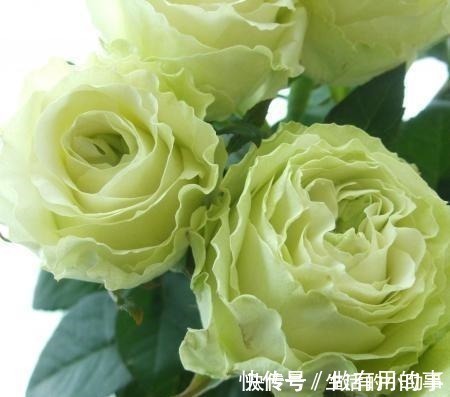 25款包子型月季,花开永不败,大花好养又丰花,新手推荐种植!