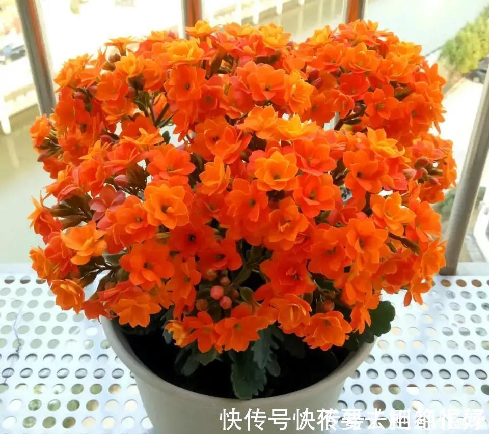 五种“吉祥花”,建议养一盆,不仅寓意好,还利于健康