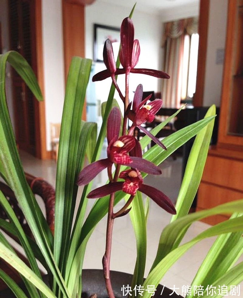 此兰被称为三千年的“美女花”，神秘又高雅，开花奇香，难得一见