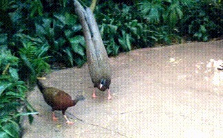 |搞笑GIF:花大价钱来看的表演 你们说我是不是被骗了