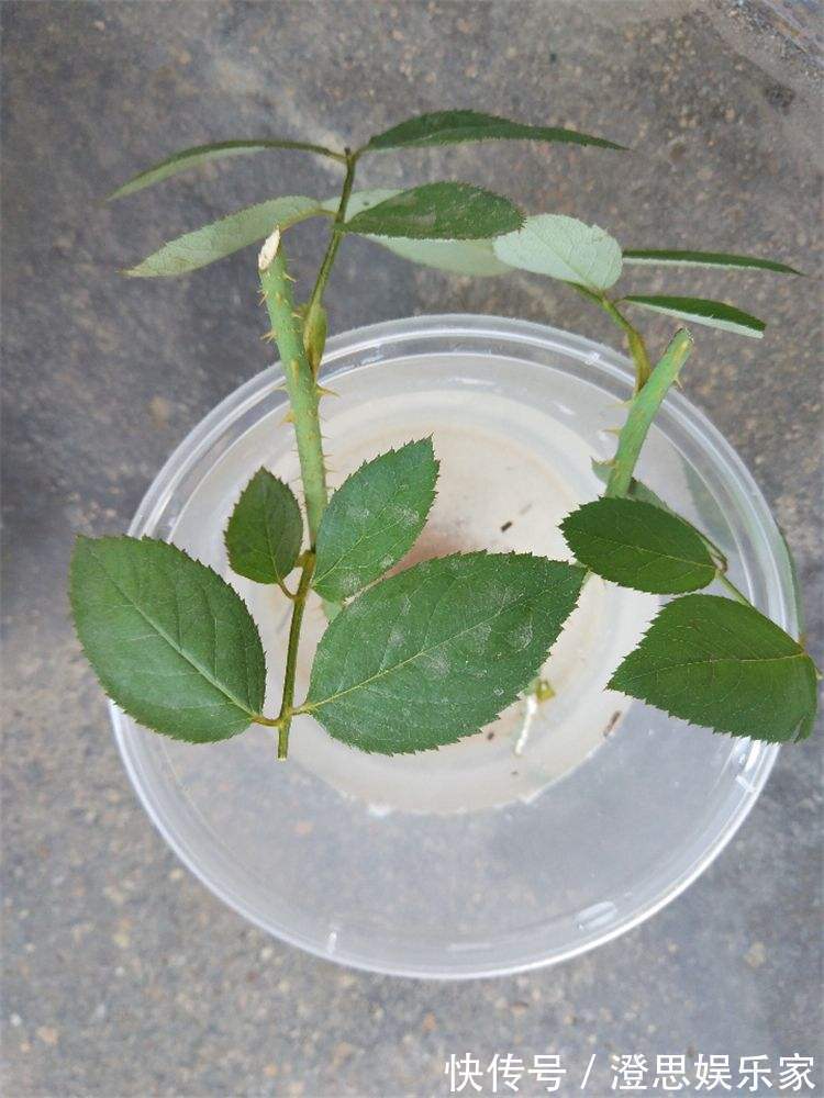大岩桐|夏天扦插花卉,挑选“1种”枝条,7天冒白根,事半功倍,新手都会
