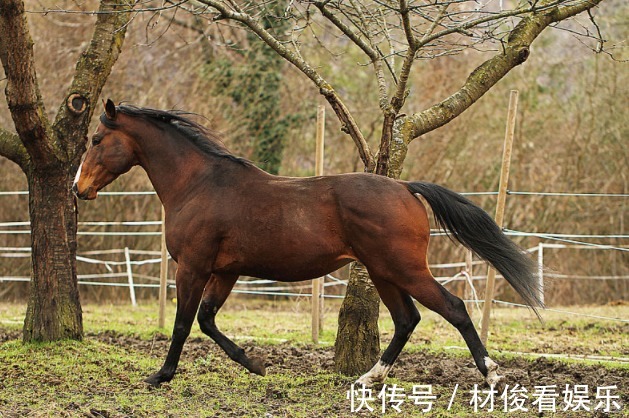 马年|再过7天，生肖马会有“声泪俱下”的大事降临，渡过之后幸福一生