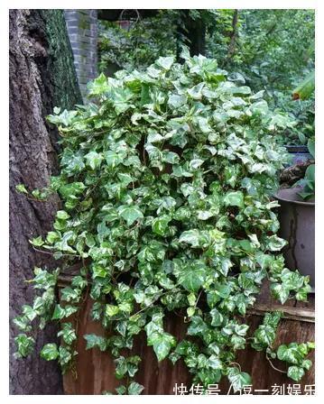 8种绿植,家里养一盆,废气吸光光,净化空气一级棒