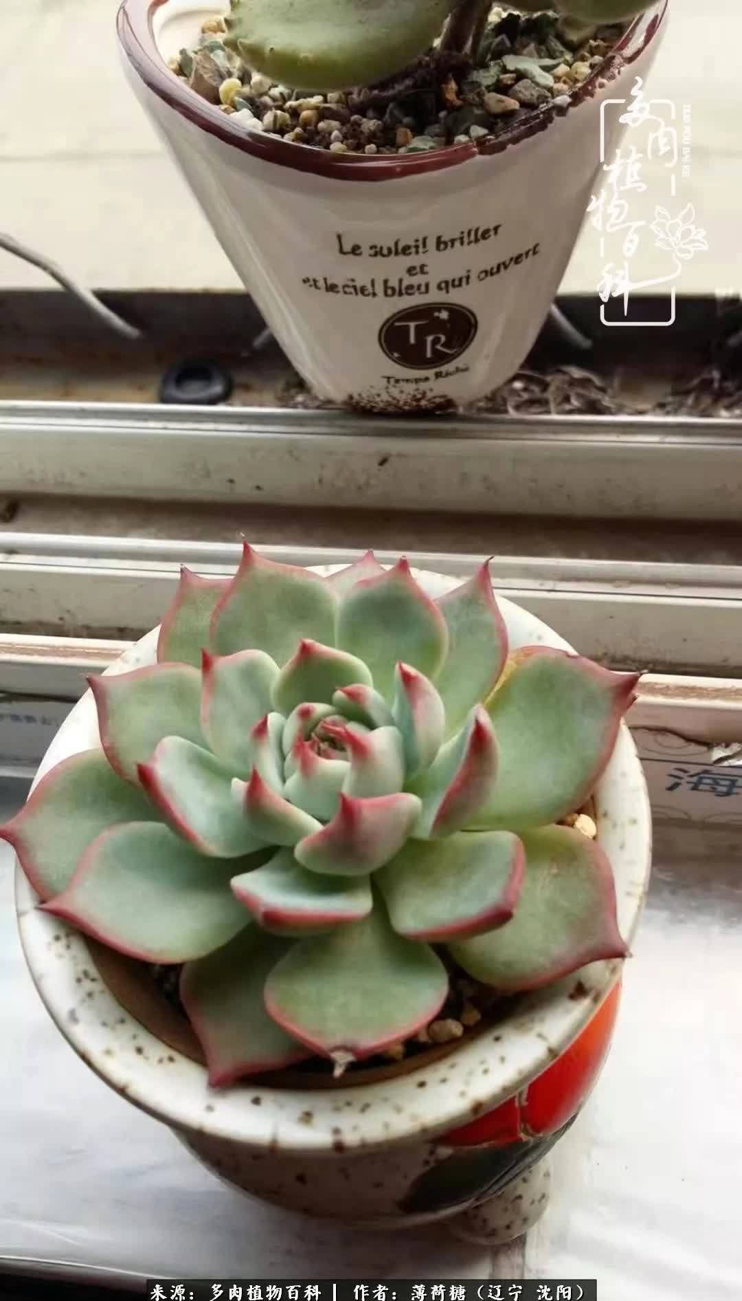 沉淀|用多肉记录时间的沉淀!