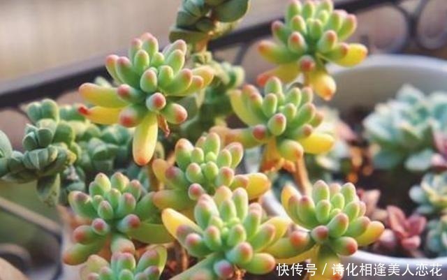 叶插|养花难不如盆栽多肉乙女心,既好看又好养,学会扦插法秒变多株