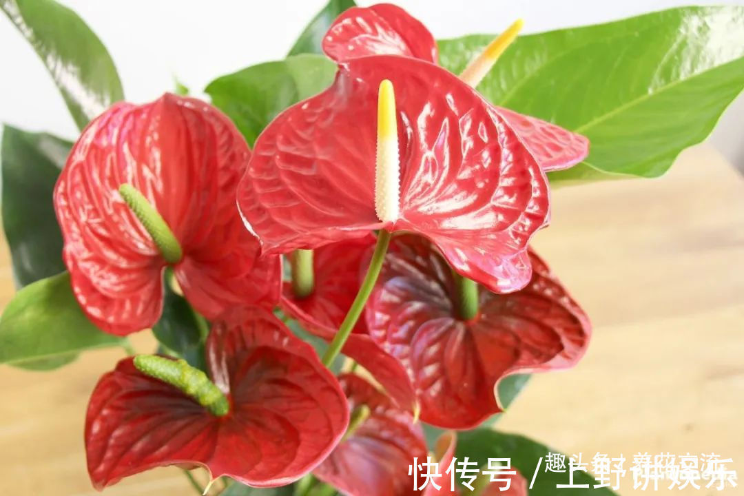 红掌养了大半年不见长，还有黄叶病叶，处理都简单，想开花就难了