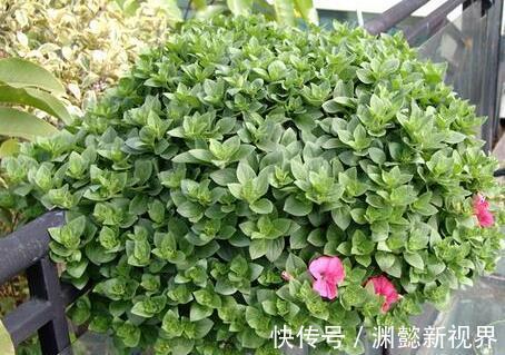 半阴通风|盆栽矮牵牛，记住3个小细节，株型大10倍，1棵开花200朵，美