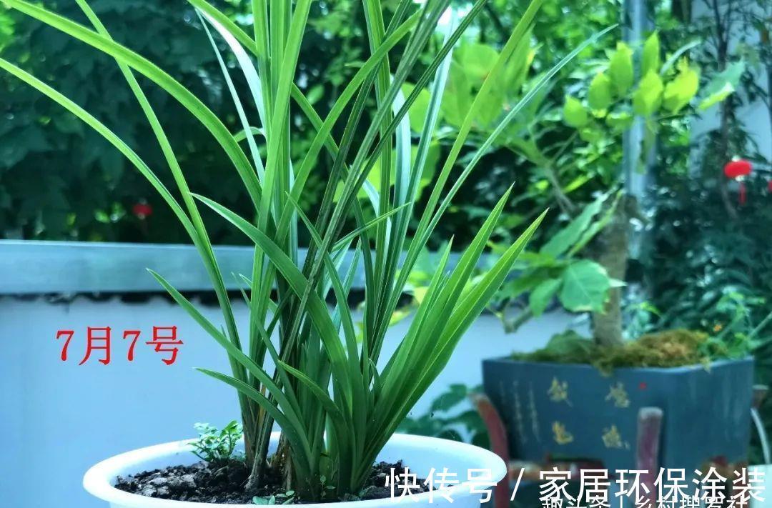 养分|兰花什么时候可翻盆？兰友：妙处多多，掌握技巧随时都能翻盆