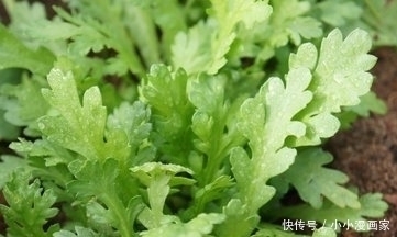 女性不想老太快，可多吃此菜，改善气色，淡化皱纹，更显年轻