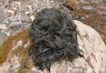 野菜|酷似头发的野菜,毁10亩地才挖2两,古代是贡品,如今成“禁菜”