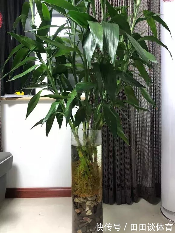 花卉|9种“吉利花”,优雅又大气,转运又富贵,养在客厅太“旺家”