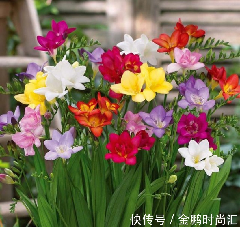 最适合卧室摆放的9种植物,清新素雅,安全无毒,还特好养活