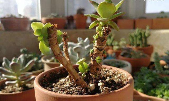 翻倍|徒长的多肉植物是个宝,别嫌弃,用上3个小方法,身价翻倍