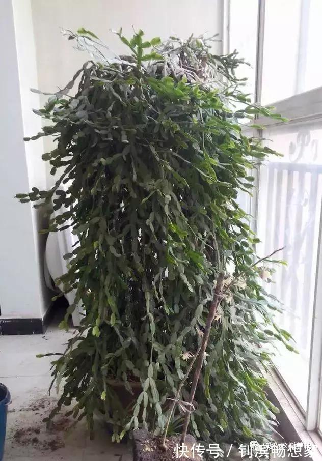 蟹爪兰用它嫁接2米高,一学就会,花量暴增还不烂根!