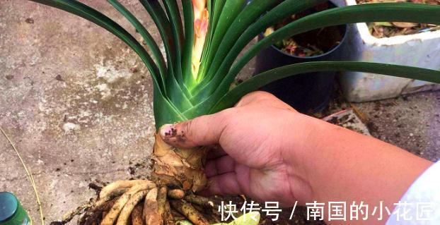 老花匠给君子兰换盆的口诀，句句在理，简单又易懂，看看没有坏处