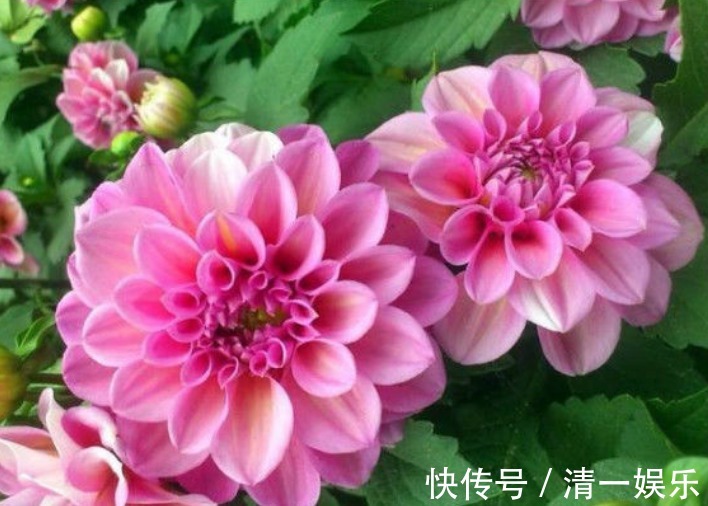 3种花是“开花小能手”,花开爆盆美如花,枝头窜满花苞,美