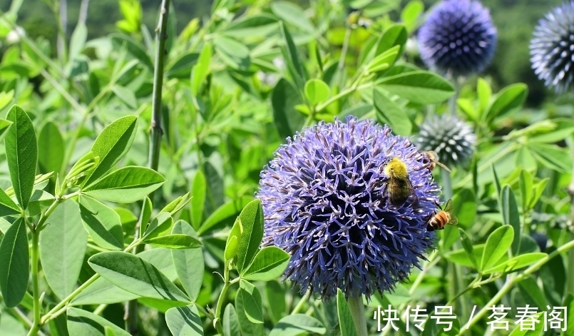 此花是苏格兰国花,花形奇特极其耀眼夺目,象征着神的保佑