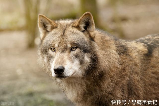 野狼|成年男性手持铁棒和野狼一对一的生死搏斗,人类可以打败野狼吗?
