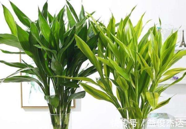 聪明人都养“4种花”，身体越住越健康，起码长寿十年