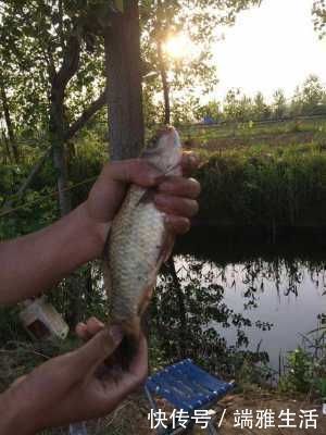 鲫鱼|民间“钓泡法”钓鱼,鲫鱼多得让你吃不完