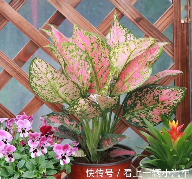 此种花叶子斑斓，比花还好看，还会开花