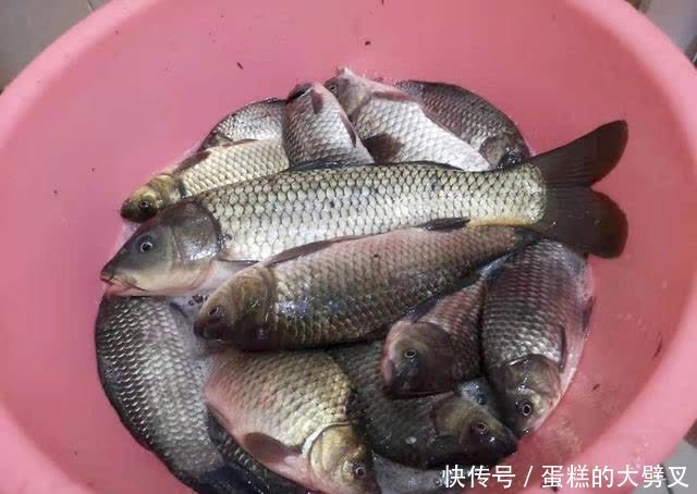 春天钓鱼自制窝料配方分享，诱鱼迅速留窝持久，制作简单成本低