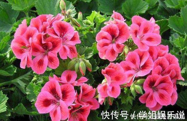 阳台上|这花花期长又漂亮,一个扦插小窍门,十天生根,轻松爆盆开成花球