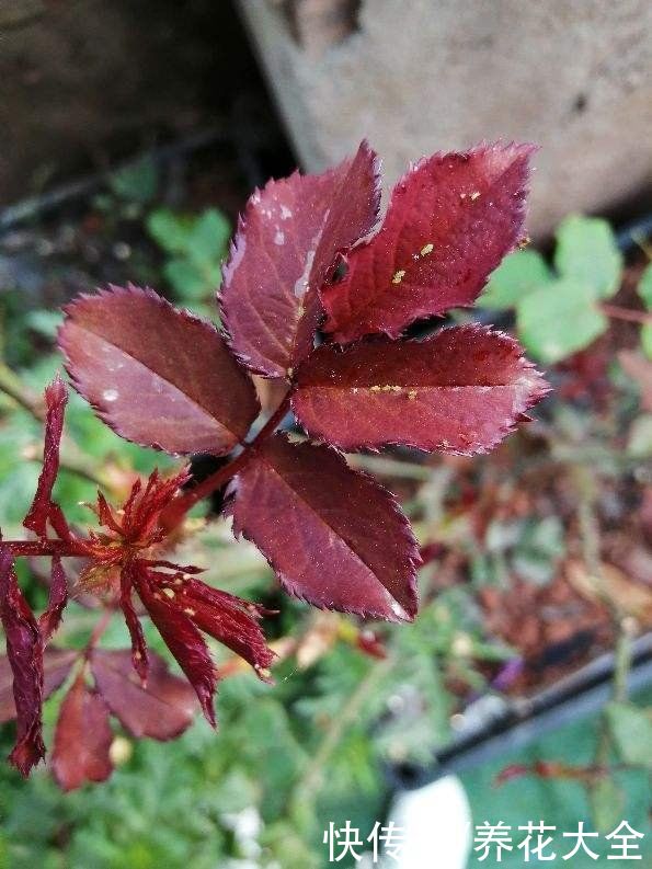 家里植物长虫子？4个小方法，让虫子远离你家的植物