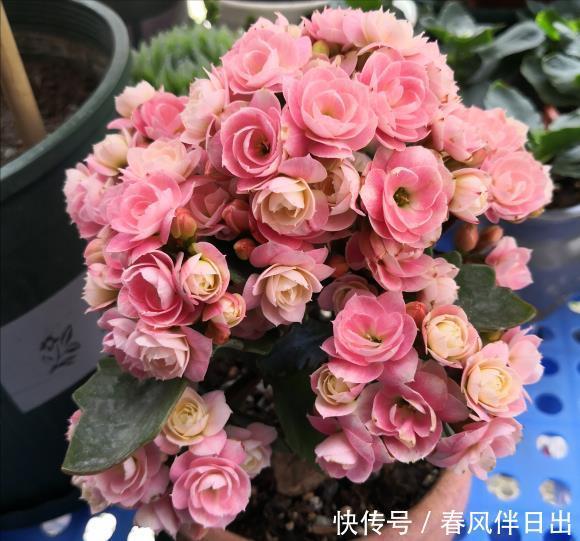 休眠|5种漂亮花,夏天“便宜”也别买,高温养不活,白花钱了