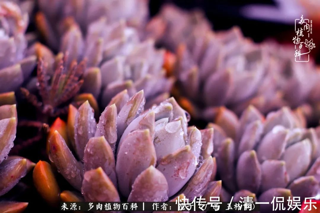 为了爱情|为了爱情来到陌生城市,偶遇多肉,地老天荒的爱恋!