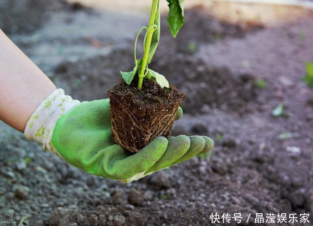 “桂花门前栽，贵人立门内”，桂花树这4个地方不宜栽，看完懂了