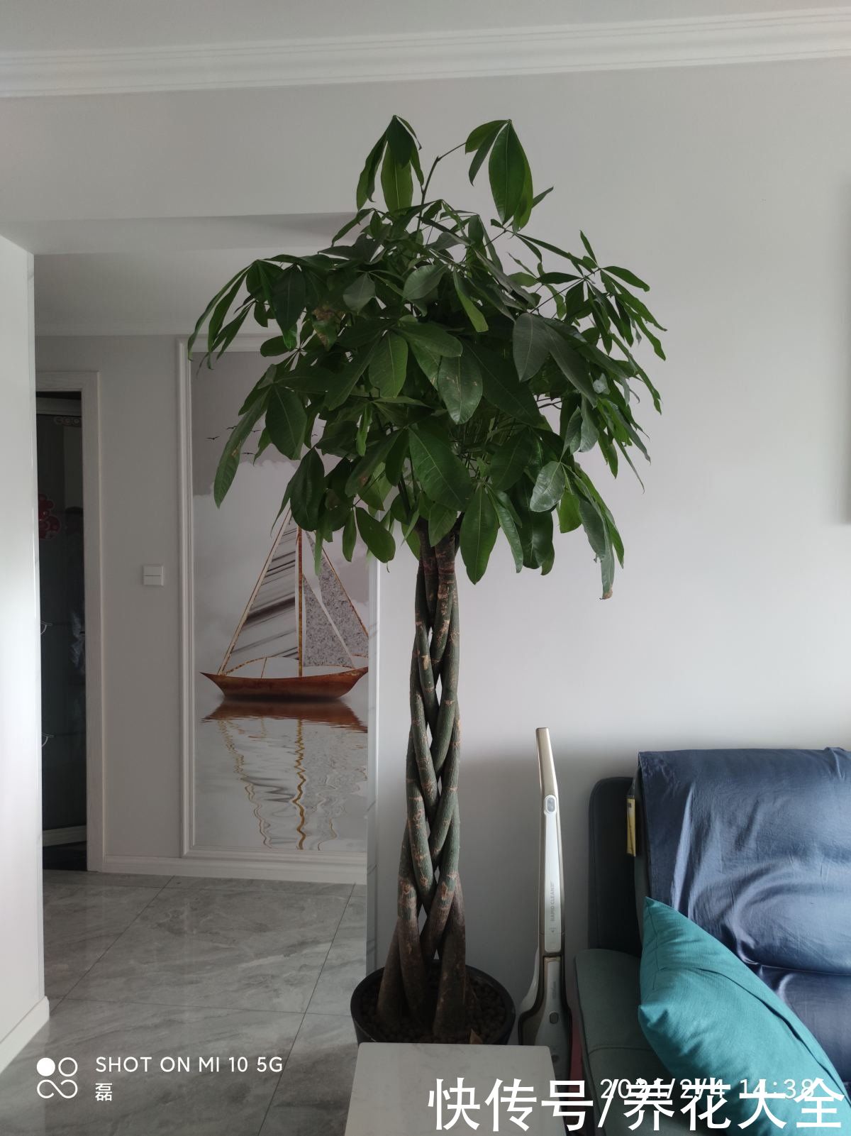 发财树|在家养花不如养棵“树”，绿油油的超好看，还能释放氧气