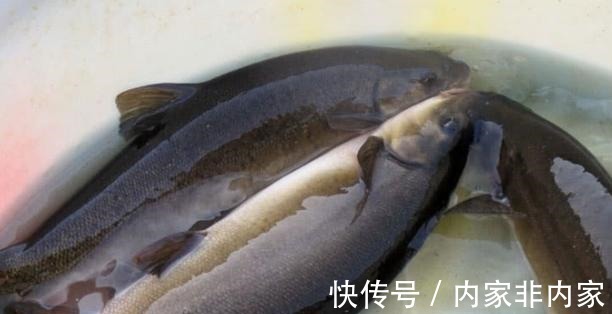 石斑鱼|公认最好吃的5种鱼,全吃过的是土豪
