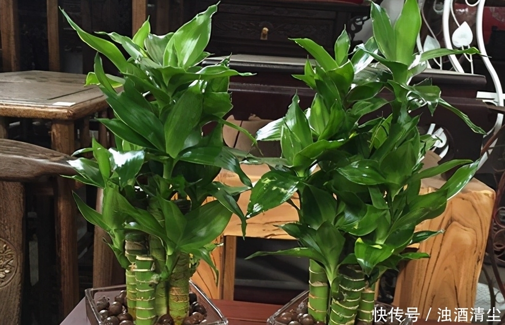 进入1月,给家里养“3种花”,寓意好、空气清新,越养越喜欢