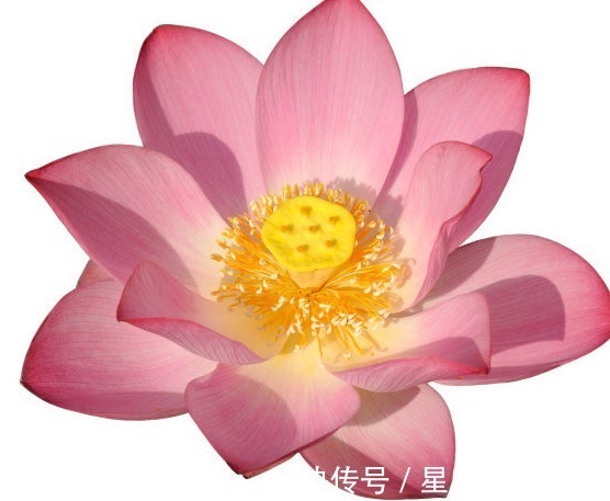 幸福|未来7天，4属相吉星伴身，桃花盛开，喜事成双，生活美满幸福