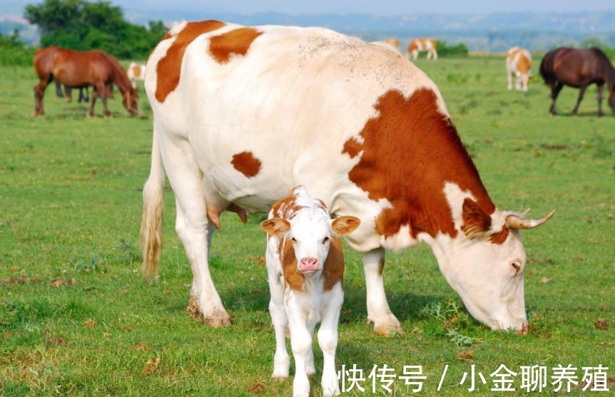 营养不良|母牛早产是什么原因造成的？母牛为什么会早产？真实原因在这里