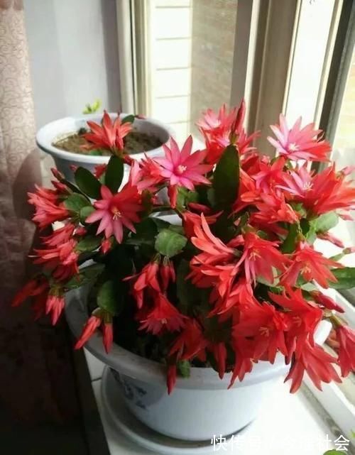 植物|养了5年的蟹爪兰,原来是个“假货”,看看你家的是什么?